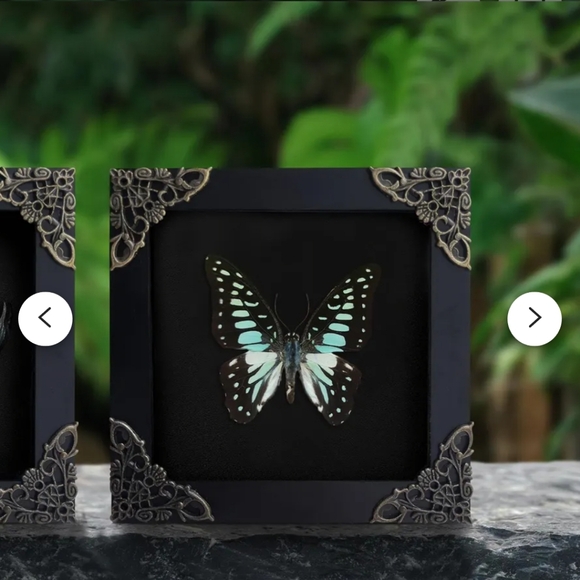 2 Framed Scorpion & Blue Butterfly Insect Shadow Box Real - Picture 5 of 6